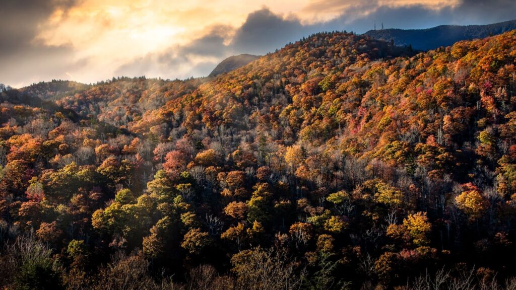 Smoky mountain valley with trees